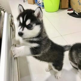 S??e Siberian Husky-Welpen