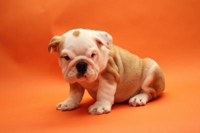 schne Franzsisch Bulldog Welpen zu ve