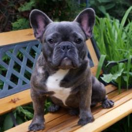 schne Franzsisch Bulldog Welpen zu ve