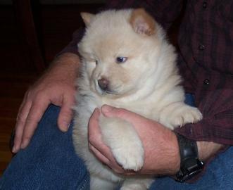 Gut ausgebildete Chow-Chow-Welpen zu ver