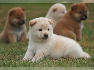 Shiba Inu Welpen reinrassig mit Ahnentaf