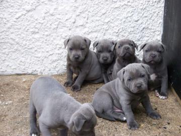 Liebevolles American Blue-Line Pit Bull