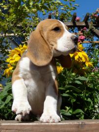 Liebevolles Beagle Welpen mit Papiere su