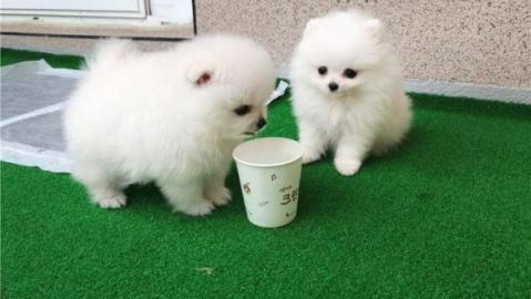 Mini Pomeranian-WHATSAPP:+4915213140266