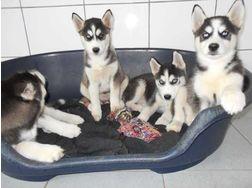 Siberien Husky Whatsapp +4915214389093