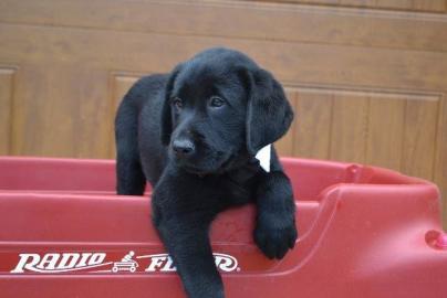 Liebevolles Labrador Welpen mit Papieren