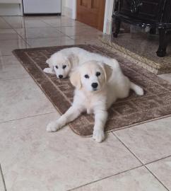 Golden Retriever-Welpen