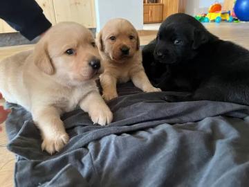 Gesund Labrador Welpen mit Papieren