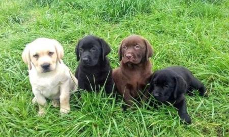 Perfekte Labrador Welpen mit Papieren Wh