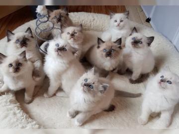 Ragdollkitten suchen ein sch?nes zu Haus