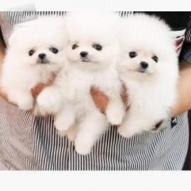 Pomeranian Zwergspitz Weibchen whatsapp