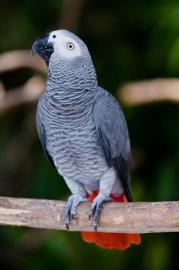 Kongo-Afrikaner Grey Parrots f?r Vogelli