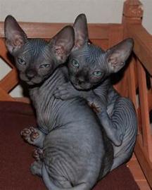 Sphynx Nur noch 3 Jungen zu verkaufen