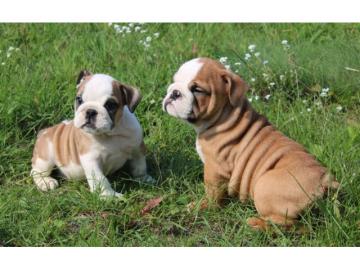 s??en Englische Bulldogge Welpen