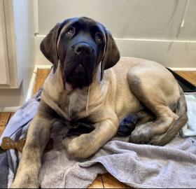 Sch?ne Englischer Mastiff Welpen