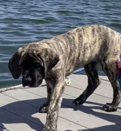 Sch?ne Englischer Mastiff Welpen