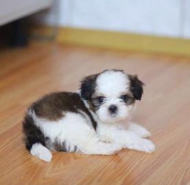 Shihtzu welpen