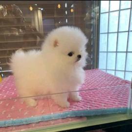 Se kleine MINI Pomeranian Spitz Welpen