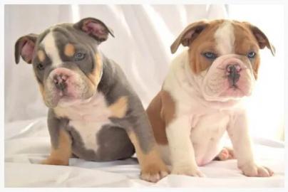 Englische Bulldogge