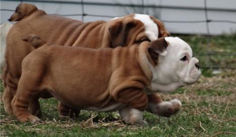 Englische Bulldogge Welpen mit papieren