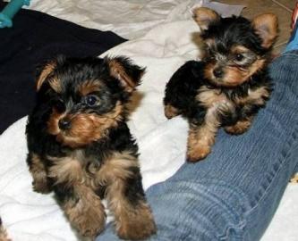 Yorkshire Terrier Welpen