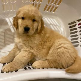 Golden Retriever Welpen,. ,