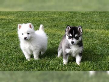 Reinrassige Gechipt Babys Pomsky welpen