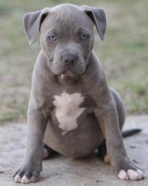 American Pit Bull Terrier Welpen WhatsAp