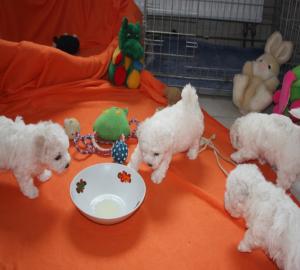 bichon friese Welpen suchen ein neues Zu