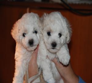 bichon friese Welpen suchen ein neues Zu