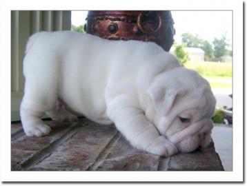 gesunde Englisch Bulldogge fr adoptin