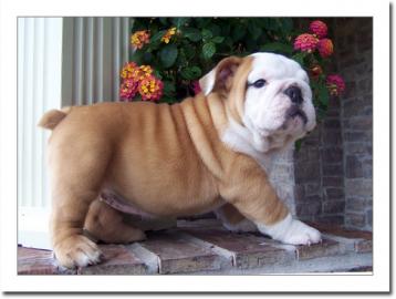 gesunde Englisch Bulldogge fr adoptin