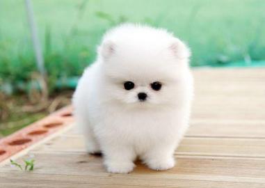 Perfekt Pomeranian Welpen Geschenk Erh?l