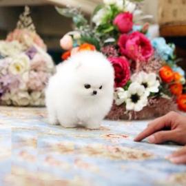 Mini Zwergspitz Pomeranian