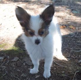 Beautiful Papillon puppies