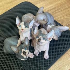 Se Sphynxkatze-WHATSAPP: +436812092622