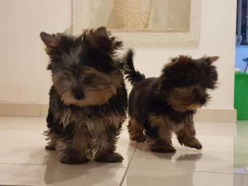 S??e Reinrassige Yorkshire Terrier Welpe