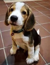 Beagle Welpen