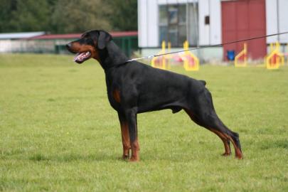 Dobermann - Welpen mit FCI Stammbaum