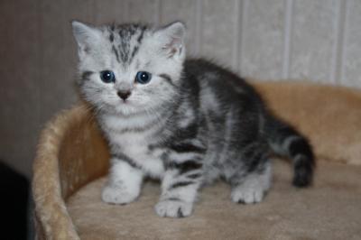 Britisch Kurzhaar BKH silver-tabby