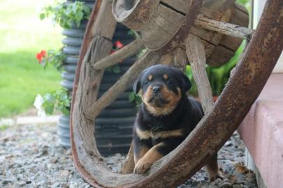 Rottweiler Welpen