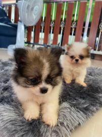 MINI-Pomeranian Welpen mit Papieren