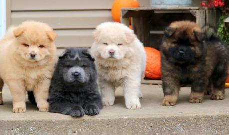 Chow Chow Welpen 4 Jungs und 3 M?dchen m