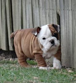 english bulldog puppy