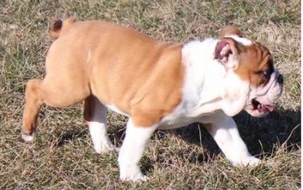 english bulldog puppy