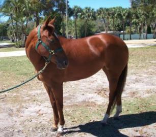 Palomino Quarter Horse