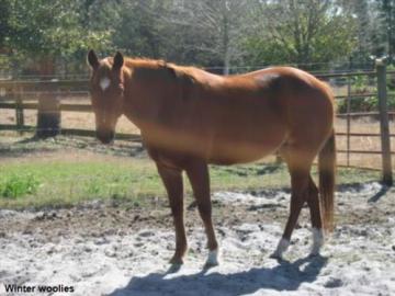 Palomino Quarter Horse