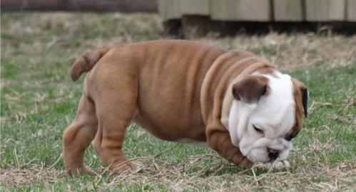 English Bulldogge Cubs