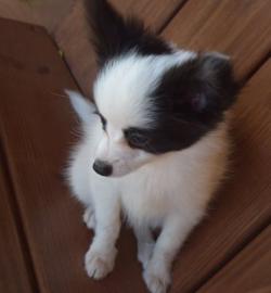 Beautiful Papillon puppies