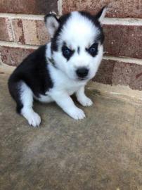 reg Reine Rasse Siberian Husky